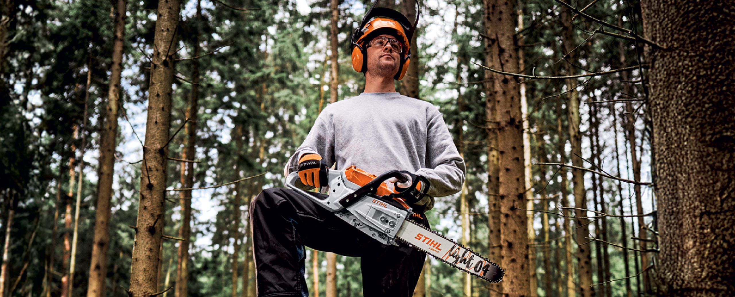 Professional arborist in forest
